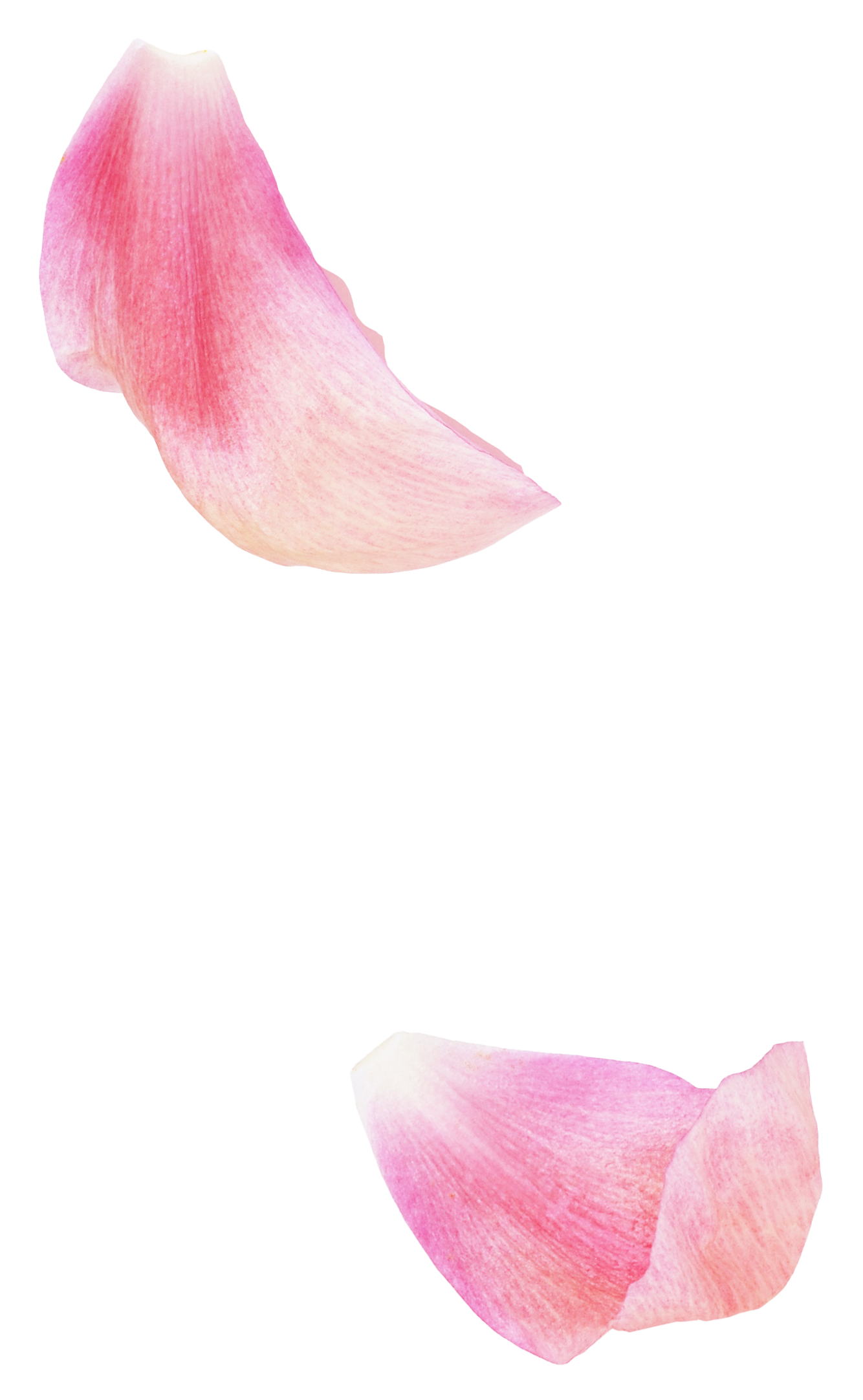 Timeless Renewal Canyon Petals